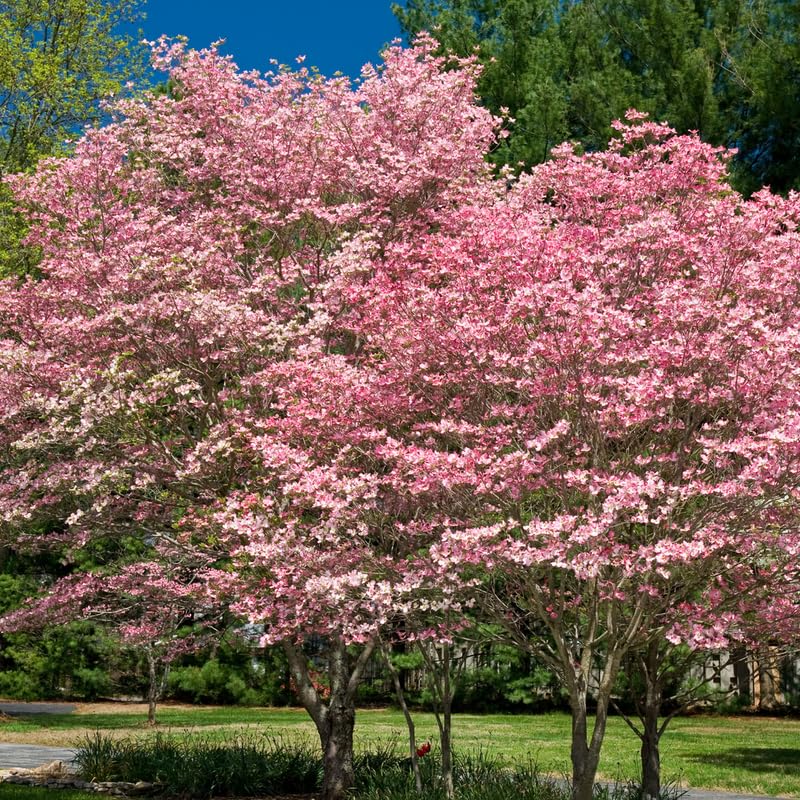 Pink Dogwood Tree Live Plant in Quart Pot, Flowering Dogwood Tree for Outdoor Garden, Ornamental Tree for Landscape, Yard or Garden Planting