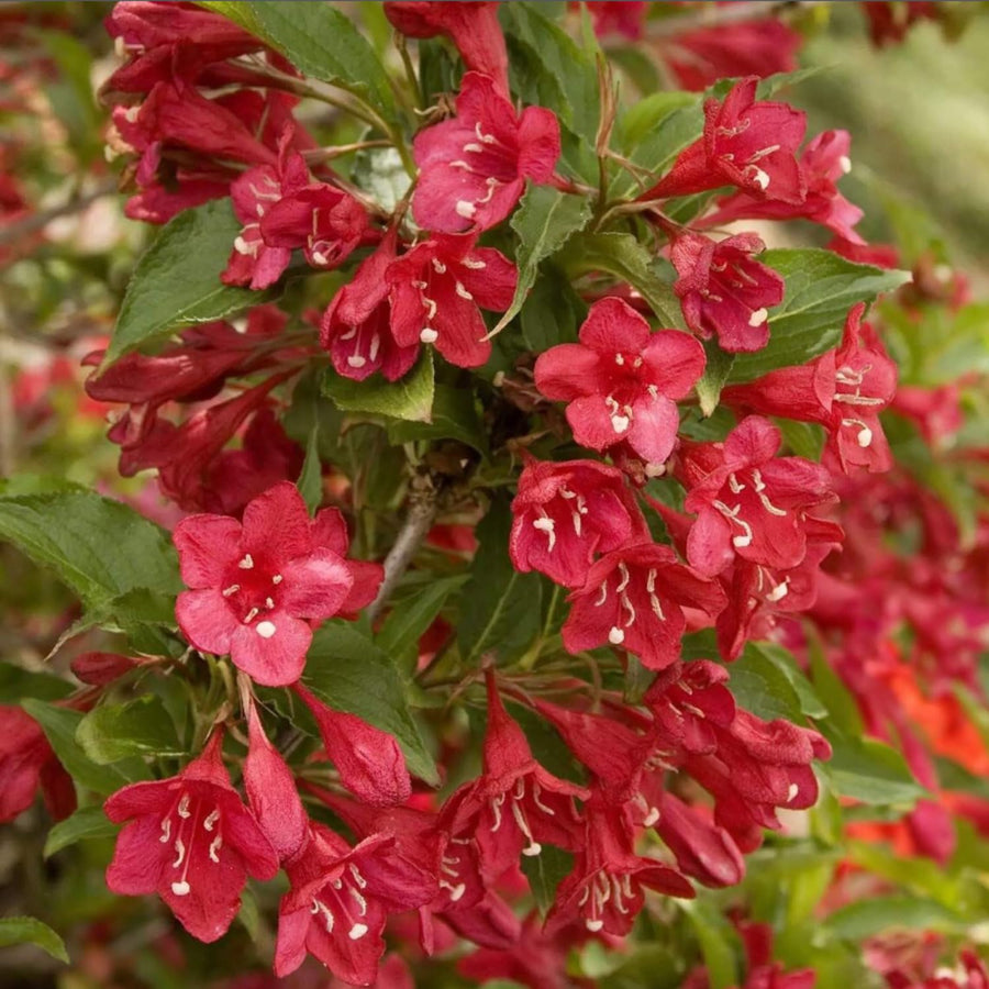 Red Weigela Plant Live, Flowering Weigela Bush, 8-12'' Tall in Quart Pot, Perennial Shrub for Outdoor Planting