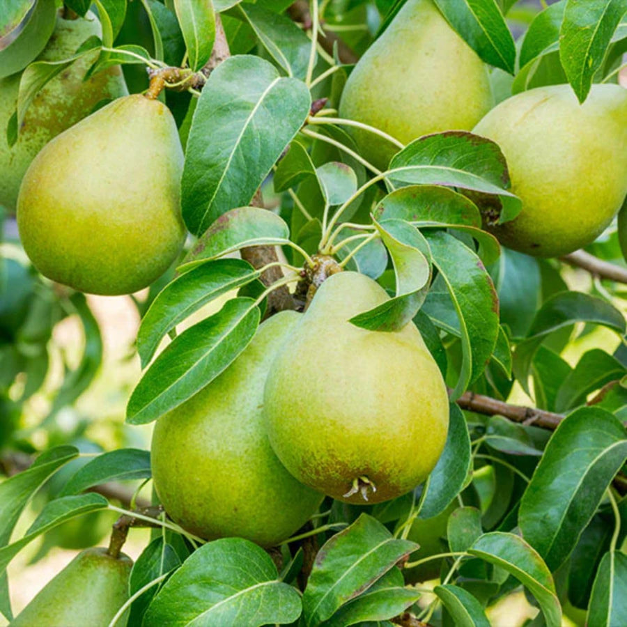 Pear Tree Live Plant, Pear Plant Tree, 2 to 3 Feet Tall, Pear Live Plant, Sweet Fruit Plant