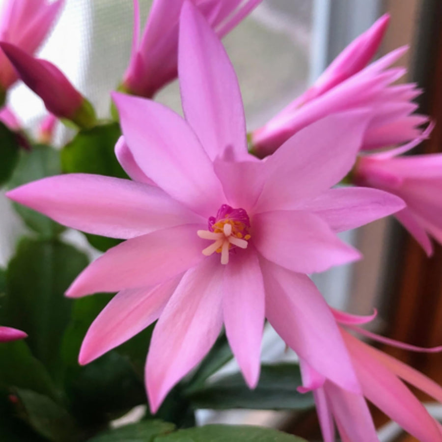 Easter Cactus Plants Live, Easter Cactus - 4 to 6 Inch Tall Houseplant Succulent Cactus Flower Plants, No Pot (Light Pink Flowers)
