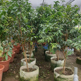 3 Years Old Jaboticaba Tree Plant Live, Air-Layered 3 Feet Tall, Black Jaboticaba Fruit Tree, Well-Rooted for Outdoor Zones 9-11, Brazilian Grape Jabuticaba