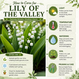 Set 10 Lily of the Valley Roots, Lily of the Valley Bulbs, Sweetly Fragrant White Flowers, Easy Grow for Garden Bed and Borders
