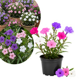 2 Mix Mexican Petunia Plants 4" Pot, Live Flowering Garden Plants for Patio, Containers and Backyard Landscaping, Hardy Outdoor Plant