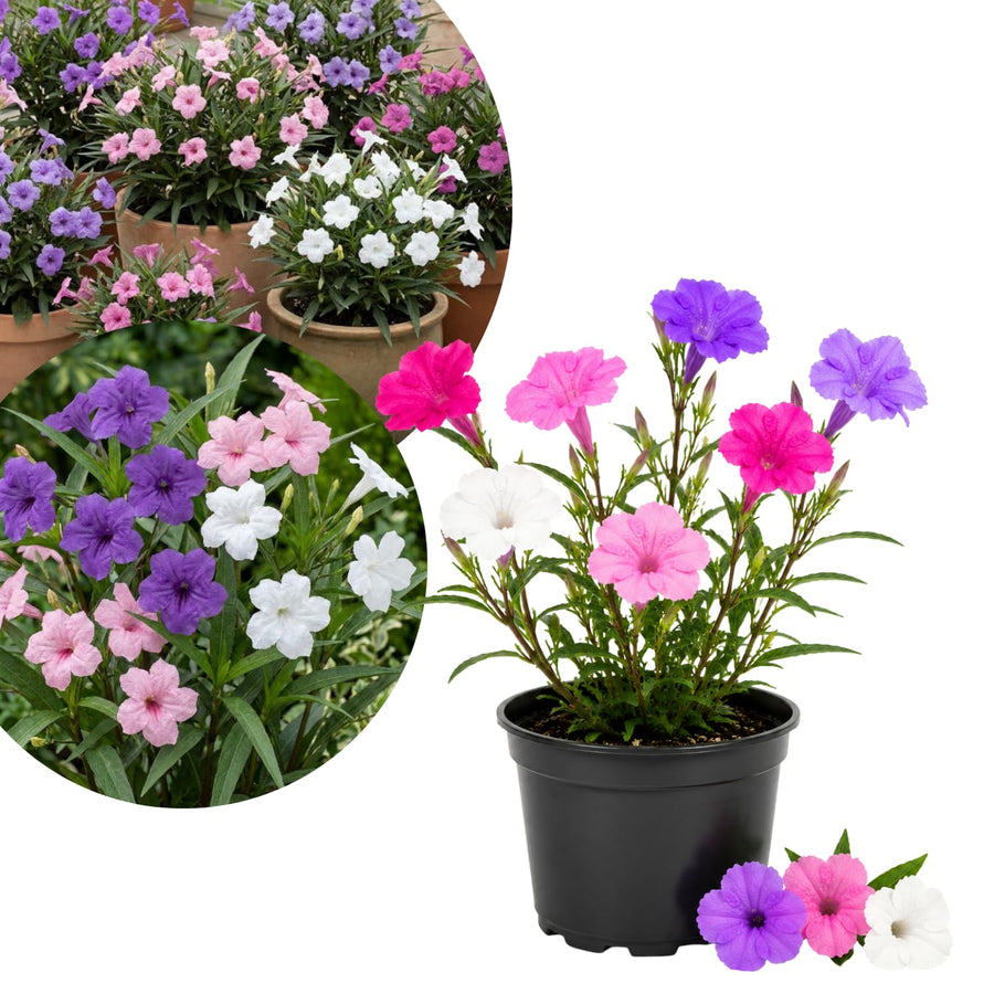 2 Mix Mexican Petunia Plants 4" Pot, Live Flowering Garden Plants for Patio, Containers and Backyard Landscaping, Hardy Outdoor Plant