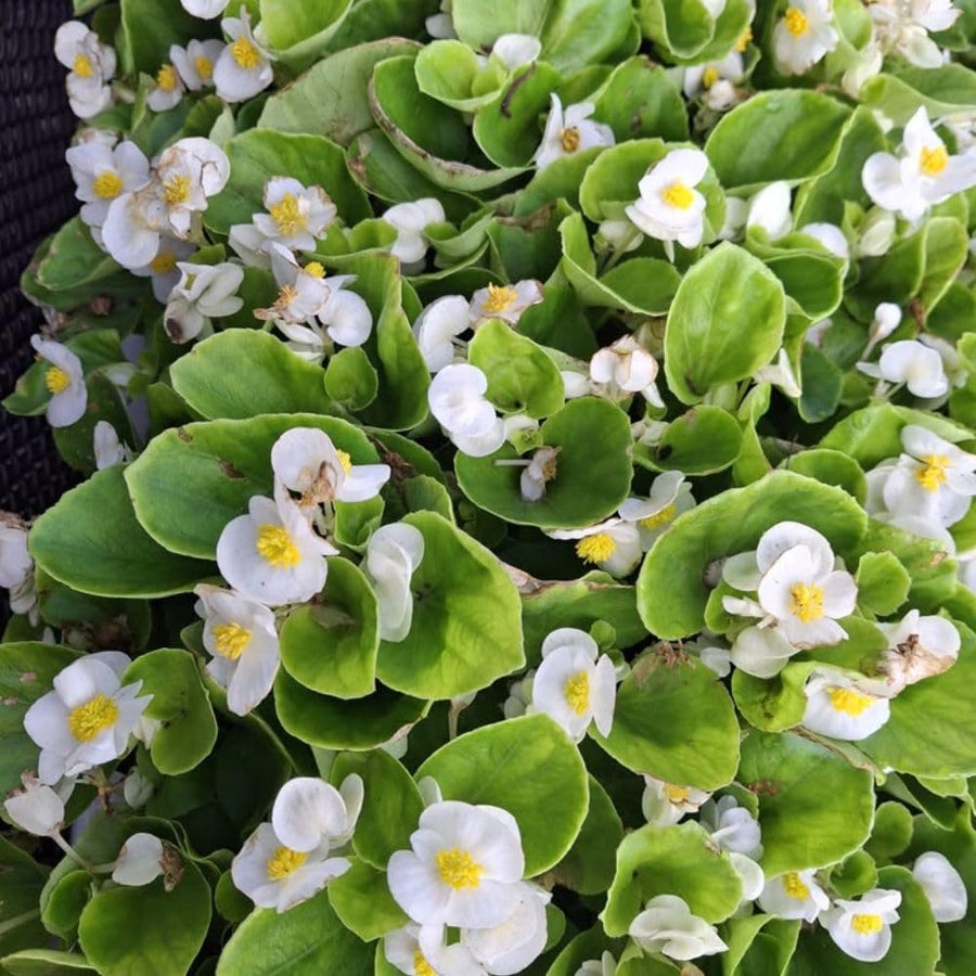 White Begonia Live Plant, 3–6 Inch Tall, 4” Pot, Ornamental Foliage Begonia Plant, Colorful Indoor Houseplant for Home and Office Decor