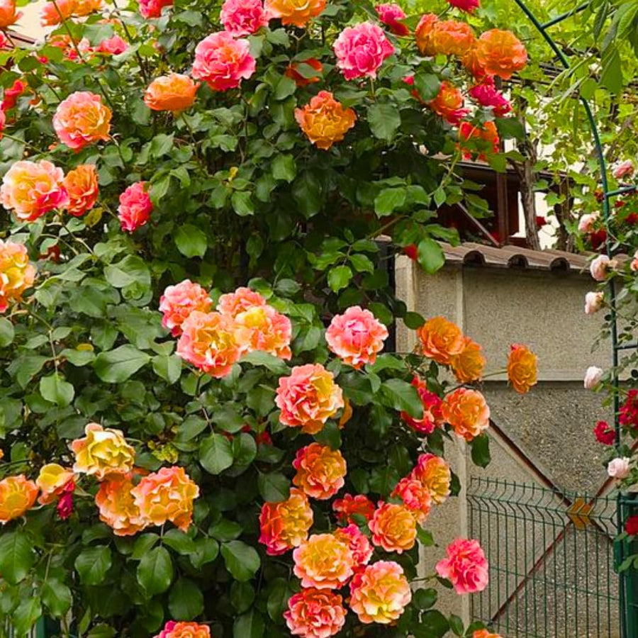 Red Yellow Orange Climbing Rose Live Plant, Fragrant Rose Bush Ready to Plants, Zone 5 to 9, Size 5 to 7 Inches and Bare Root