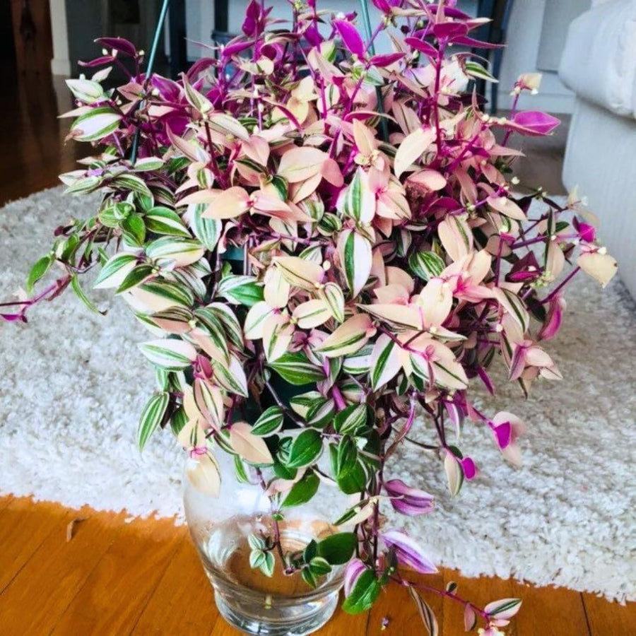 Wandering Jew Live Plant, Pink Tradescantia Nanouk Succulent Plant Live for Growing Hanging Basket Plant, 4 Inc Pot