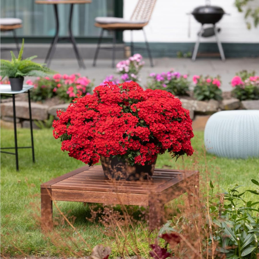 Perennial Red Verbena Plants Live, Sets 6 Plants Verbena for Planting, No Pot, Size 5-9 Inc Tall, Spring Plants Verbena for Trailing Basket, No Pot