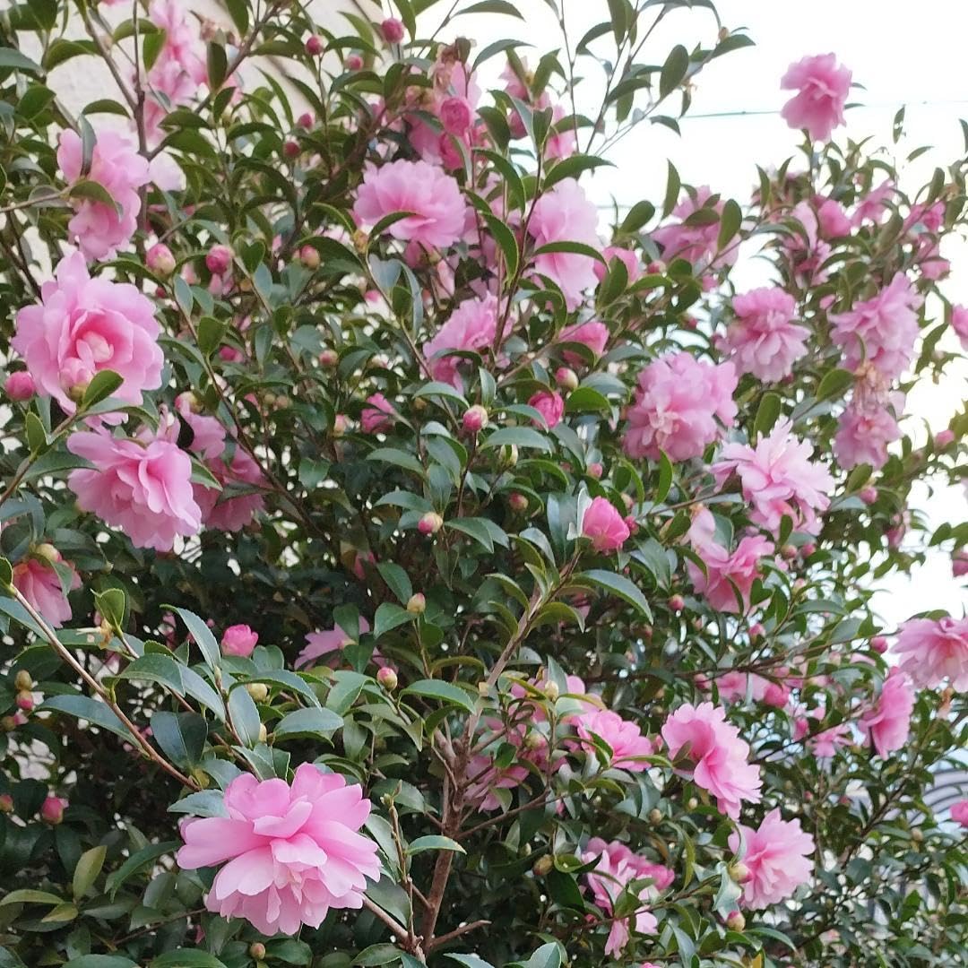 Camellia Plant Live for Outdoor Planting, Camellias Starter in 4'' Pot, Vibrant Ornamental Blooms, 8-12'' Tall (Pink Camellia)