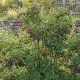 Set 2 Serviceberry Trees Live Plants, 2 Years-Old Live Berry Tree Shrub for Garden Planting, 14-16'' Tall, Hardy Outdoor Plant