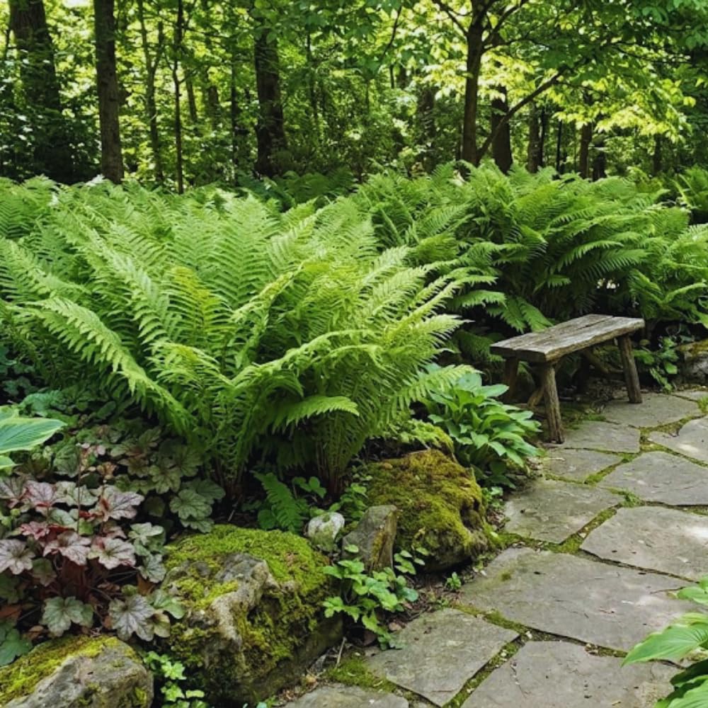 10 Fern Live Plants Roots, Lady Ferns Plant Live, Fern Starter Plant for Growing Indoor, 10 Roots Rhizomes
