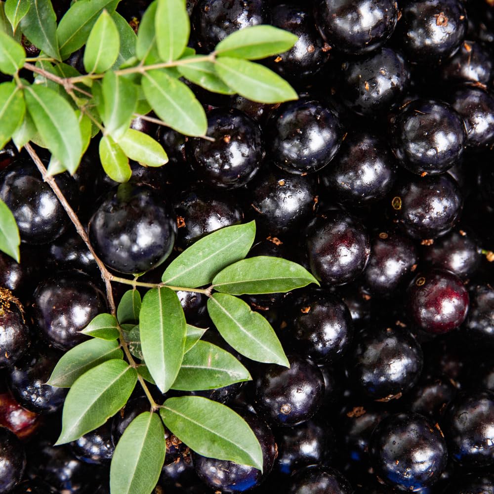 Jaboticaba Plant Live, Jabuticaba Fruit Tree 4 Inch Pot, Edible Brazilian Grape Tree Well Rooted