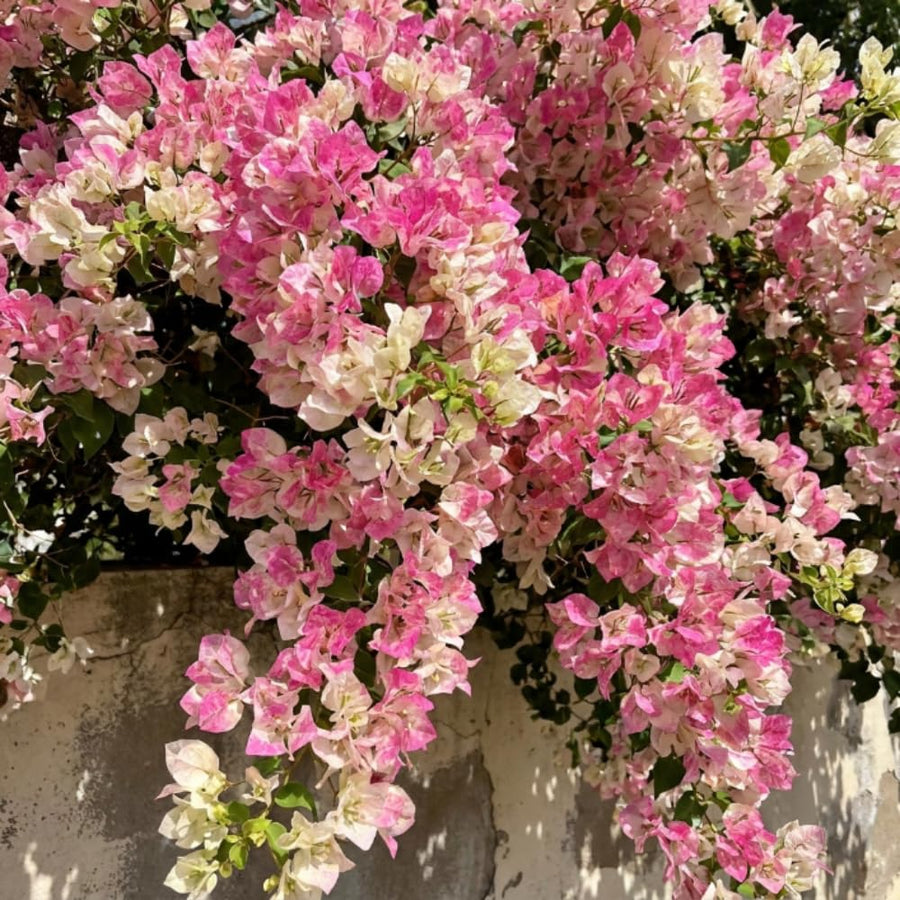White Pink Bougainvillea Plant Live, Bougainvillea Live Plant, Well Rooted 5 to 7 Inches Tall, Colorful Long Lasting Blooms, Ideal for Trellis, Landscape and Outdoor Garden