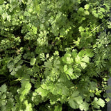 500 Cilantro Seeds for Planting Outdoor, Cilantro Plant Fast Growing Herb, Home Garden Plant Seeds