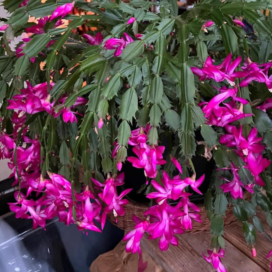 Purple Christmas Cactus Plants Live, 4 to 6 Inch Tall Live Christmas Cactus Bare Roots, Perennial Well Rooted Flower Plants, Holiday Houseplant, No Pot