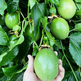 Purple Passion Fruit Tree Live Plant, 2 Years Old Passionfruit Vine, Tropical Fruit Tree for Garden and Containers Growing, 2-3 Ft Tall