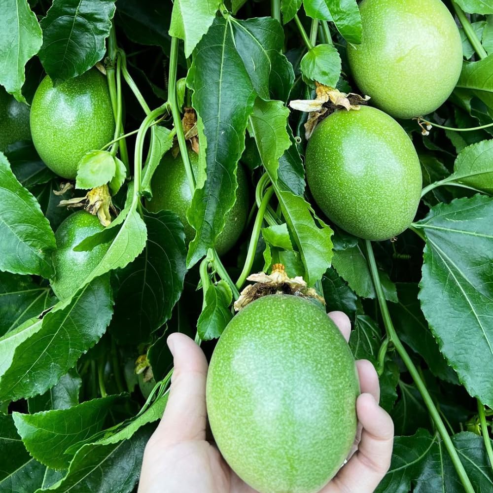 Purple Passion Fruit Tree Live Plant, 2 Years Old Passionfruit Vine, Tropical Fruit Tree for Garden and Containers Growing, 2-3 Ft Tall