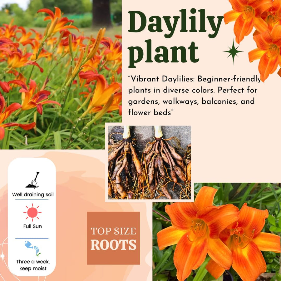 5 Orange Daylily Roots, Hardy Perennial Flower for Garden Beds and Borders Planting, Easy Care, Ready to Grow