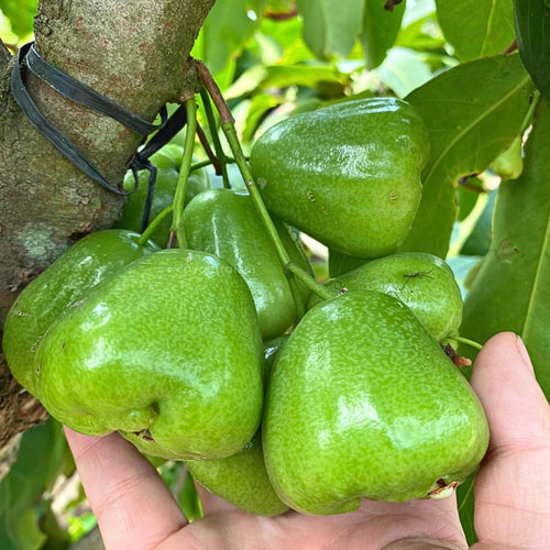Sweet Green Wax Apple Tree Live Plant, 3 Feet Tall Tropical Fruit Tree, Zones 9-11 for Outdoor Indoor Planting, Rare Fruit