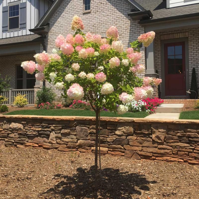 Hydrangea Tree Live Plant, Change Color, Vibrant Blooms, Outdoor Growing, Hardy and Ready to Plant, 6-12" in Tall (Pink White)