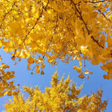Set 2 Ginkgo Live Plant, 6-12 inches Tall, Ginkgo Tree, Hardy Ornamental, Yellow Leaf in Fall for Yard and Garden, in Quart Pot