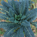 2 Pots Blue Kale Plants, 3-7 Inch Tall Plant in 4 Inch Pot, Well Rooted Kale Plants, Vegetable for Garden, Container Planting