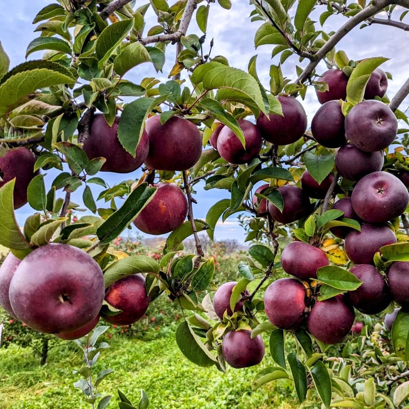 Black Apple Tree Live Plant 12-18 Inch Tall, Bareroot, Sweet Apple Plant Live for Planting, Live Apple Tree Plant, Black Apple Fruit Tree