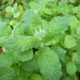 TANKDA Sets 2 Live Mint Plants Herb No Pot, Fresh Strawberry Mint for Indoor Outdoor Growing, Spring Planting, 5-9" in Tall
