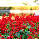 Red Salvia Plants Live, Fragrant Perennial Sage Plants, 4-6 Inches Tall in 4 Inches Pot, Flowering Shrubs for Garden, Patio