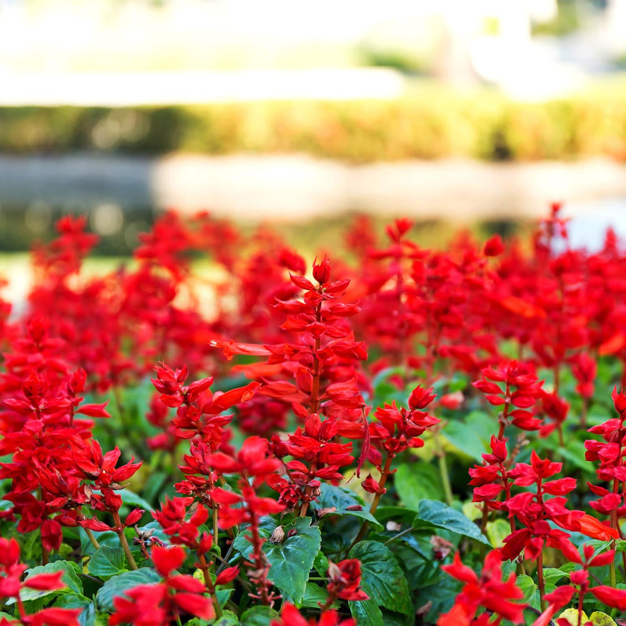 Red Salvia Plants Live, Fragrant Perennial Sage Plants, 4-6 Inches Tall in 4 Inches Pot, Flowering Shrubs for Garden, Patio