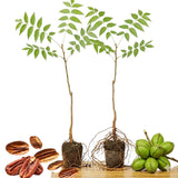2 Pecan Plant Live Bare Roots, Pecan Tree Seedling from 8 to 10 Inc Tall, Easy to Plant Outdoor