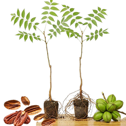 2 Pecan Plant Live Bare Roots, Pecan Tree Seedling from 8 Inc Tall for Backyard Orchard