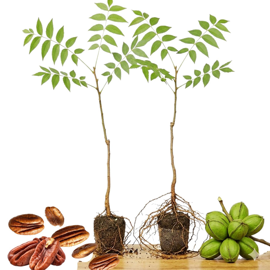 2 Pecan Plant Live Bare Roots, Pecan Tree Seedling from 8 Inc Tall for Backyard Orchard