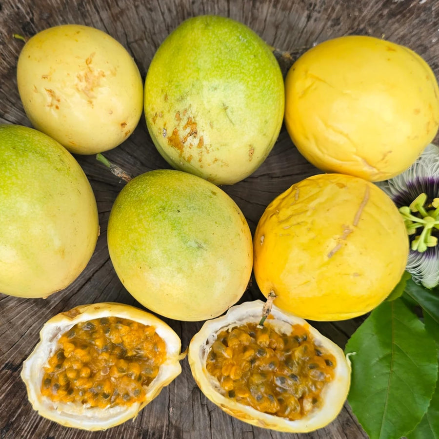 Yellow Passion Fruit Plant Live, 10-12 Inches Tall in 4 Inch Pot, Passiflora Tropical Vine for Outdoor Growing, Passionfruit Seedling