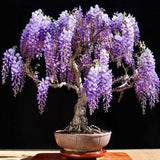 2 Purple Wisteria Trees Live Plants for Planting 6 to 12 Inch Tall, Purple Wisteria Plant Live to Grow, Wisteria Vine Live Plant for Planting, Fragrant Wisteria Flowers, in Pots