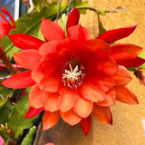 2 Orange Epiphyllum Orchid Cactus Live Plants, 6-8" in Tall Succulent for Indoor Outdoor Home Decor, Cold Hardy, Spring Planting
