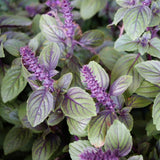 2 African Blue Basil Plants Live, 2 Live Plants, Basil Live Plant, 5 to 7'' Tall, Basil Herb Plants
