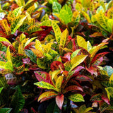 Croton Live Plant in 4 Inch Pot - 5 to 8 Inch Tall Colorful Tropical Houseplant, Perennial Croton Plants - Indoor Decorative Foliage Plant