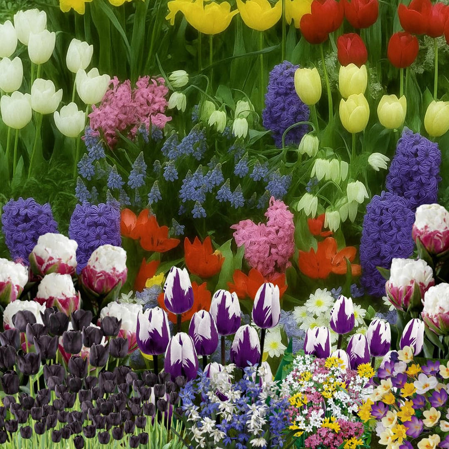 50 Top Size Early Blooming Flower Bulbs for Spring Planting, Garden, Colorful Spring Blooms, Mixed Ground Cover Flowerbeds, Borders Bulb