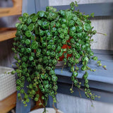4 String of Turtles Live Plant Cuttings, Succulent Plants Live, String of Turtles Cutting