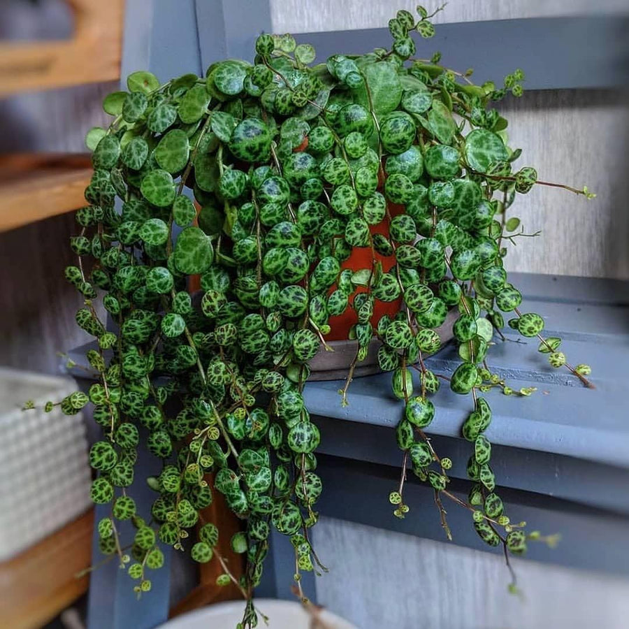 4 String of Turtles Live Plant Cuttings, Succulent Plants Live, String of Turtles Cutting