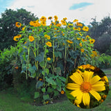 Mexican Sunflower Plant - 10-14 inches Tall in 4-inch Pot, Beautiful Orange Blooms, No CA
