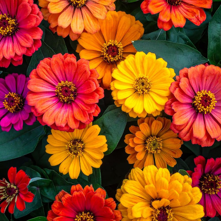 Pack of 1000 Zinnia Seeds, Mix Zinnia Seeds for Planting, Colorful Summer Blooms, Long Lasting Annual Flowers for Indoor Outdoor Garden