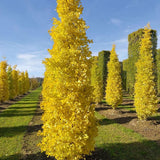 Ginkgo Tree Live Plant, 8 Inches Tall in 4 Inch Pot, Hardy Ornamental Tree for Outdoor Planting
