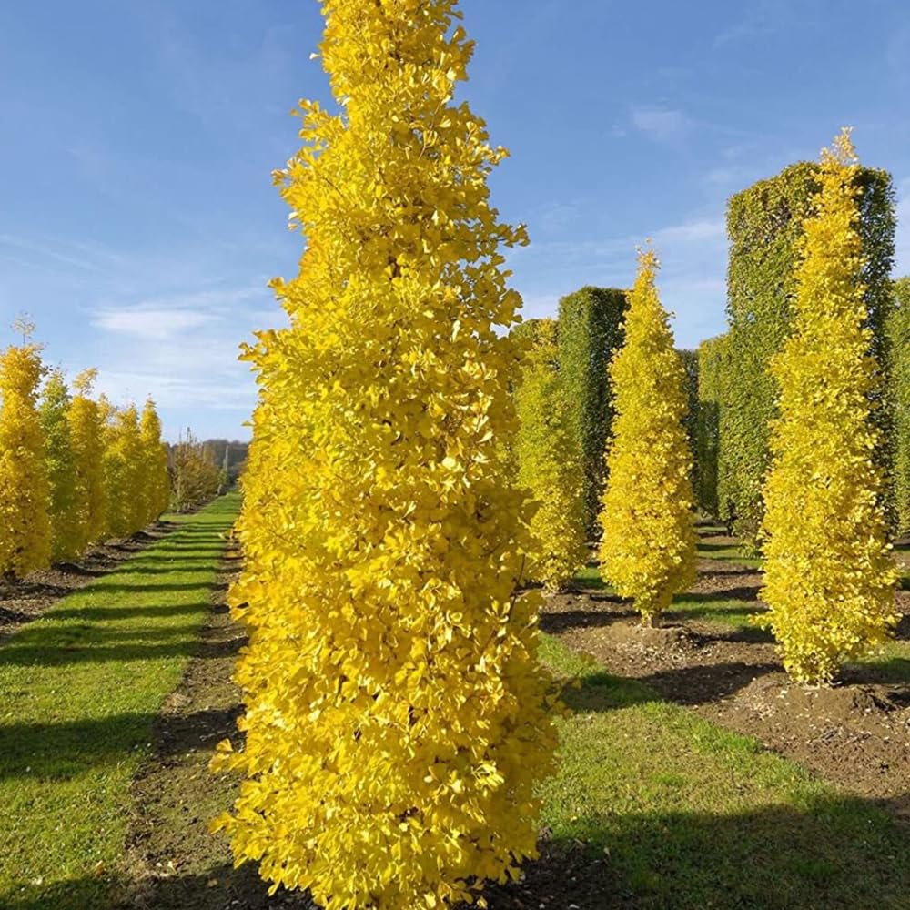 Ginkgo Tree Live Plant, 8 Inches Tall in 4 Inch Pot, Hardy Ornamental Tree for Outdoor Planting