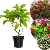 Ruby Slipper Hydrangea Plant Live Tree, Rare Color, 4" Pot, Perennial and Hardy Blooming Shrub for Garden Spring Planting