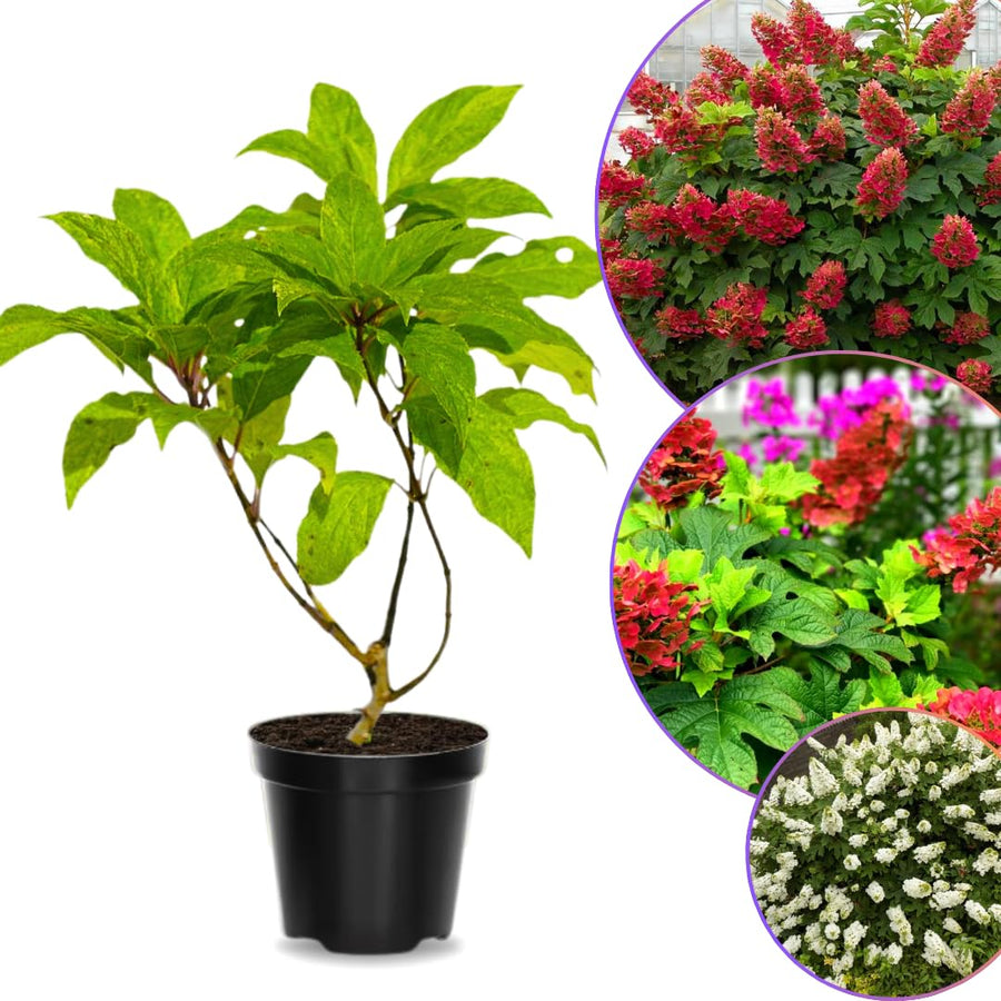 Ruby Slipper Hydrangea Plant Live Tree, Rare Color, 4" Pot, Perennial and Hardy Blooming Shrub for Garden Spring Planting