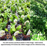 Set 2 Christmas Cactus Plants Live, Hanging Baskets Houseplants, Holiday Cactus Indoor Plants Live Well-Rooted 4-9" Tall, No Pot (Multicolor)