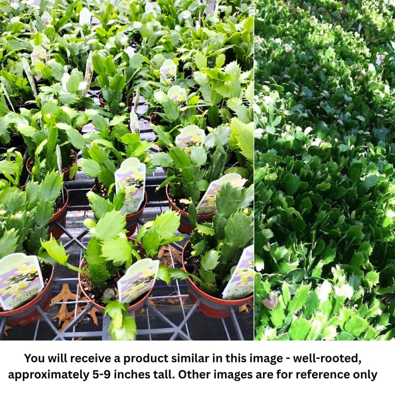 Set 2 Christmas Cactus Plants Live, Hanging Baskets Houseplants, Holiday Cactus Indoor Plants Live Well-Rooted 4-9" Tall, No Pot (Multicolor)