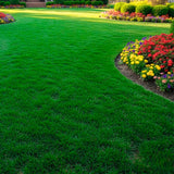 Set 20000 Zoysia Grass Seeds, Zoysia Grass Seeds for Lawn, Low Maintenance, Drought Tolerant Lawns for Home and Yards
